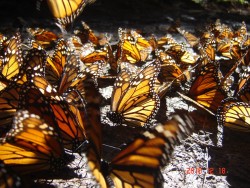 Santuario Mariposa Monarca.jpg