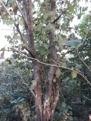 IMG-20190205-WA0017.jpg