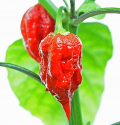 Carolina-Reaper.jpg
